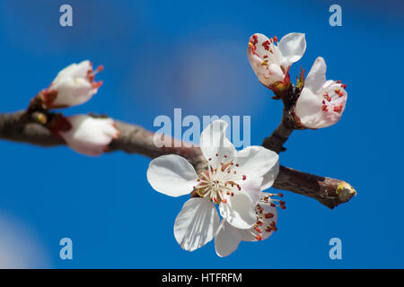 Piante e fiori, centella, fiori di pesche, albicocche Foto Stock