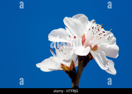 Piante e fiori, centella, fiori di pesche, albicocche Foto Stock