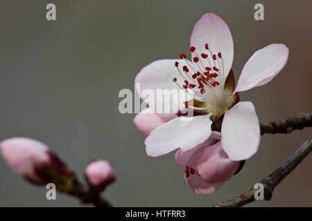 Piante, fiori, fiori, fiori di pesche, pesca fiore, albicocca, albicocca, fiore fiori albicocca, fiore di primavera, fiori di primavera Foto Stock