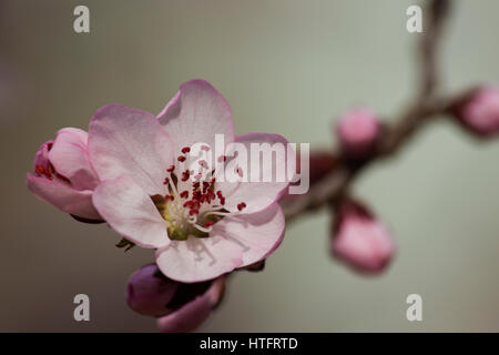 Piante, fiori, fiori, fiori di pesche, pesca fiore, albicocca, albicocca, fiore fiori albicocca, fiore di primavera, fiori di primavera Foto Stock