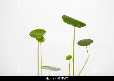 Piante e fiori, centella, fiori di pesche, albicocche Foto Stock