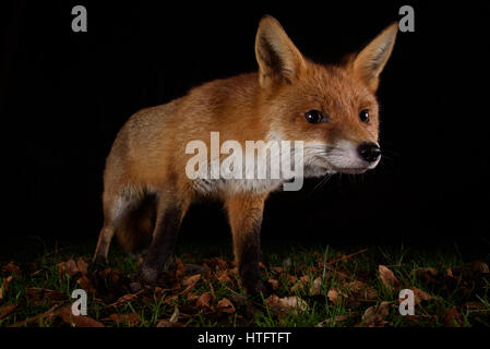 Urban fox sul prowl in un giardino di Londra di notte Foto Stock