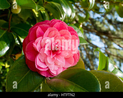 Pink Camellia fiore in giardino Foto Stock