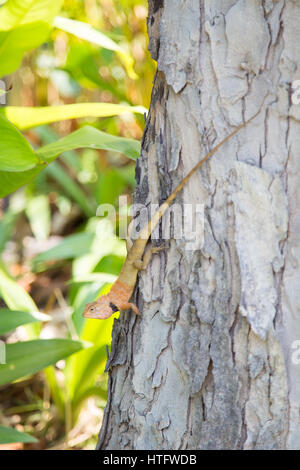 Drago barbuto, Pogona, rettili lucertola. Foto Stock