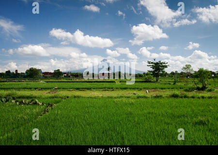 Gunung Merapi vulcano torreggiante su campi di riso nella periferia di Yogyakarta - Centro di Giava, in Indonesia Foto Stock