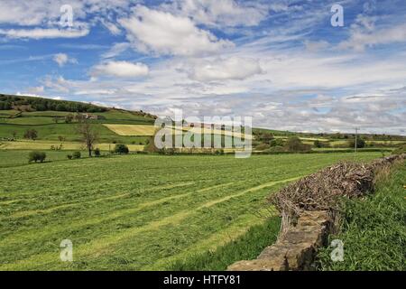 Una vista attraverso i campi verdi in Fryup Dale in North York Moors con cielo blu e nuvole verso la fine di maggio. Foto Stock