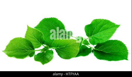 Fresco verde foglie. Lussureggiante verde lascia isolati su sfondo bianco Foto Stock