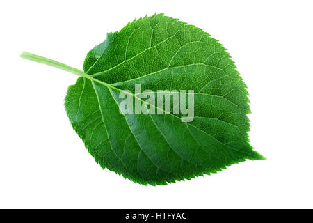 Foglia verde isolato su bianco. Struttura di anta e la molla concetto Natura Foto Stock