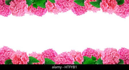 Rosa hortensia Cornice di fiori su bianco. Ortensia fiore sfondo con spazio libero per il testo Foto Stock