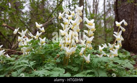 Le Violazioni di Dutchman Foto Stock