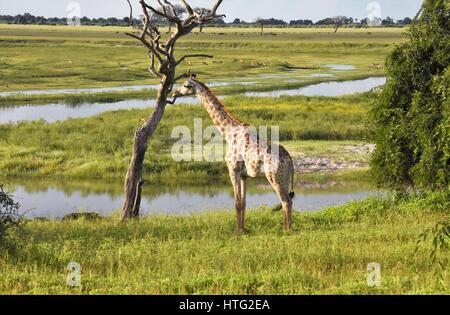 La giraffa nel veld, Watering Hole Foto Stock