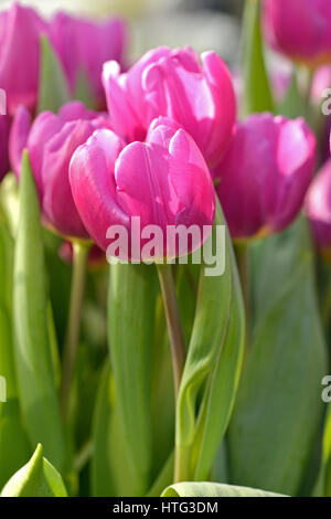 Tulipani rosa (Darwin tulipani ibrido) Foto Stock