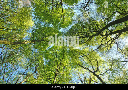 Faggio tettoia in astratto Mitcheldever boschi, Winchester. Foto Stock