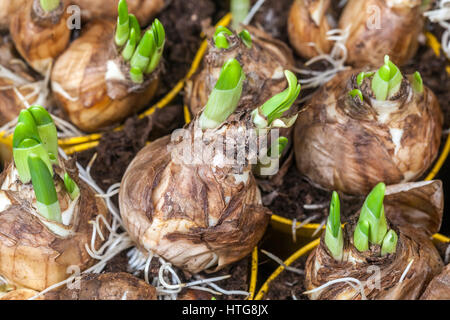 Il germogliamento narcisi bulbi di fiori invasati Foto Stock