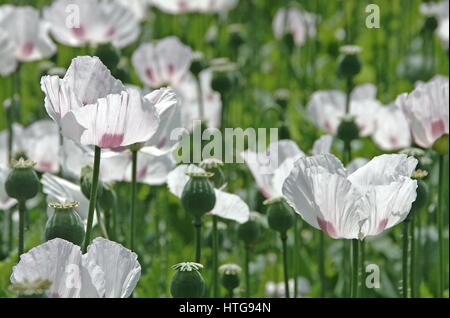 White Papavero (Papaver somniferum) che cresce in un campo di Hampshire Foto Stock