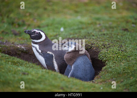 Adulto Magellanic Penguin (Spheniscus magellanicus) con una quasi completamente cresciuti pulcino accanto alla sua tana su più deprimente isola nelle isole Falkland Foto Stock