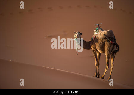 Cammello al tramonto sulle dune del deserto del Sahara a Merzouga - Marocco - Africa Foto Stock