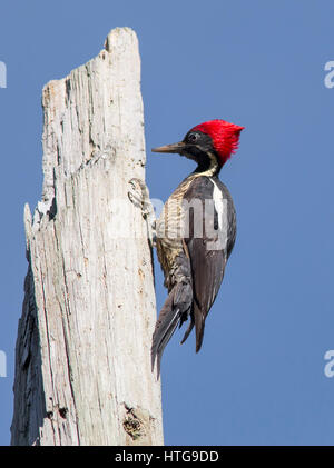 Picchio Lineated becchettare su un albero morto Foto Stock