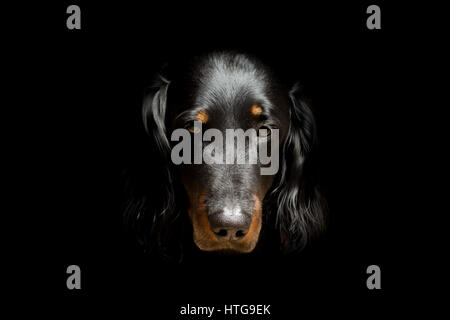 Cane Bassotto a pelo lungo, isolato su nero Foto Stock