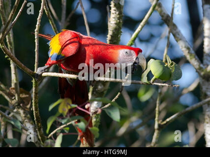 Scarlet Macaw appollaiato su un ramo mangiare la frutta Foto Stock