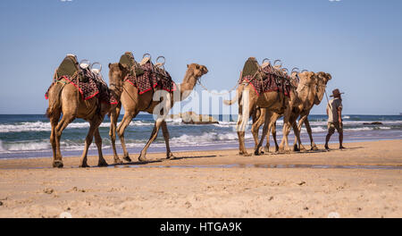 La guida conduce i cammelli lungo la spiaggia del Faro di Port Macquarie, NSW, Australia Foto Stock