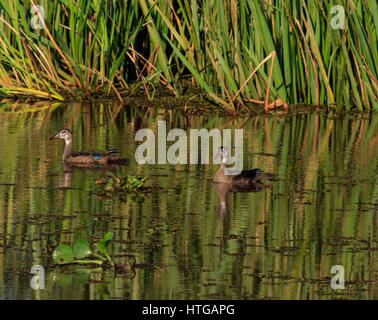 Legno o anatra anatra Carolina (Aix sponsa) coppia in eclipse piumaggio Foto Stock