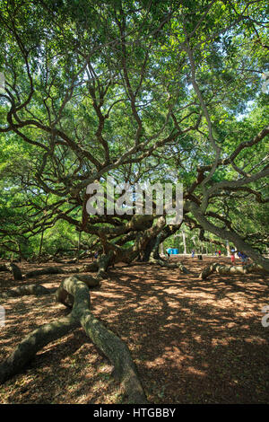 Angelo quercia (Southern live oak (Quercus virginiana) vicino a Charleston, Carolina del Sud Foto Stock
