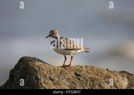 Voltapietre (Arenaria interpres) su roccia Foto Stock