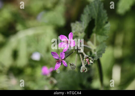 Morbido o malva-lasciava di cicogna-bill o nome latino erodium malacoides la geraniaceae geranio o di famiglia in Italia da Ruth Swan Foto Stock