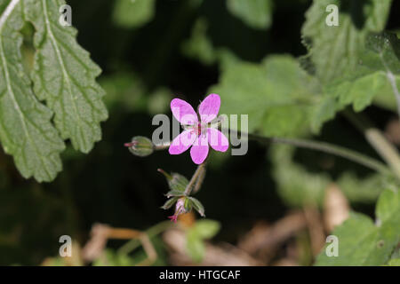 Morbido o malva-lasciava di cicogna-bill o nome latino erodium malacoides la geraniaceae geranio o di famiglia in Italia da Ruth Swan Foto Stock