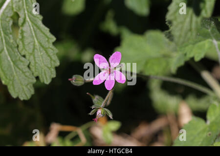 Morbido o malva-lasciava di cicogna-bill o nome latino erodium malacoides la geraniaceae geranio o di famiglia in Italia da Ruth Swan Foto Stock