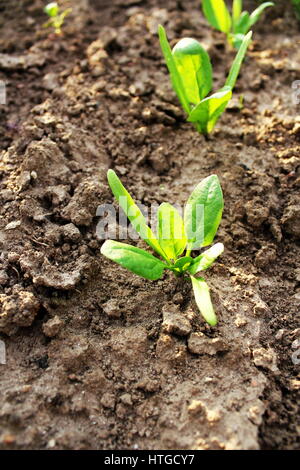 Gli spinaci giovani piantine che crescono in giardino Foto Stock