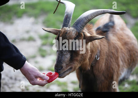 Il pensionato tedesco giocatore di calcio Toni Schumacher porta fiori e ortaggi allo zoo per il club di calcio 1. FC Colonia la mascotte, il billy-goat Hennes VIII a Colonia, in Germania, 04 marzo 2017. La capra girato dieci. Foto: Oliver Berg/dpa Foto Stock