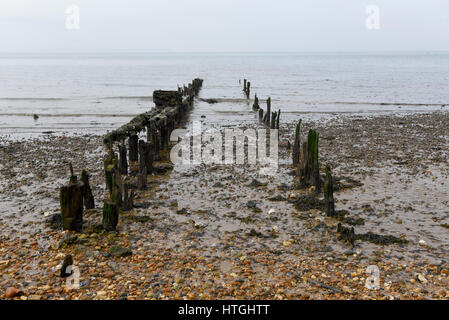 Whitstable, Regno Unito. 11 marzo 2017. La bassa marea rivela eroso pennelli di legno. I turisti di visitare la città di pescatori di Whitstable, su alla costa del Kent, famoso per le sue ostriche, in una calda giornata di primavera. Credito: Stephen Chung / Alamy Live News Foto Stock