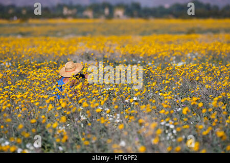 Deserto Anza-Borrego, California. Marzo 14, 2017. Una donna fotografie fiori vicino Henderson Canyon Road. Pesanti piogge invernali satura di solito il deserto arido paesaggio del deserto Anza-Borrego parco statale, risultante in un superbloom di fiori di primavera. Foto Stock