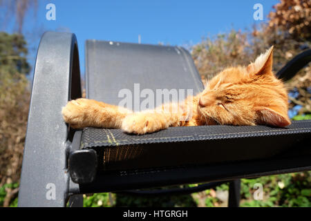 Titley, Herefordshire, UK. Il 15 marzo, 2017. Afflosciata lo zenzero cat gode della possibilità di knap sulla sedia da giardino nel caldo sole primaverile sotto il cielo limpido oltre Herefordshire. Temperature oggi raggiungerà 15C in gran parte del Regno Unito. Foto Stock