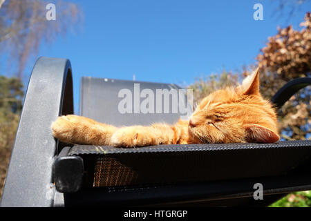 Titley, Herefordshire, UK. Il 15 marzo, 2017. Afflosciata lo zenzero cat gode della possibilità di knap sulla sedia da giardino nel caldo sole primaverile sotto il cielo limpido oltre Herefordshire. Temperature oggi raggiungerà 15C in gran parte del Regno Unito. Foto Stock