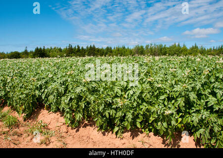 La piantagione di patate - Prince Edward Island - Canada Foto Stock