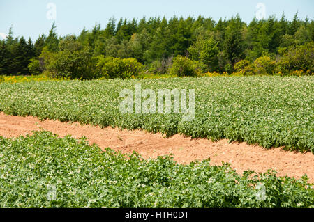 La piantagione di patate - Prince Edward Island - Canada Foto Stock