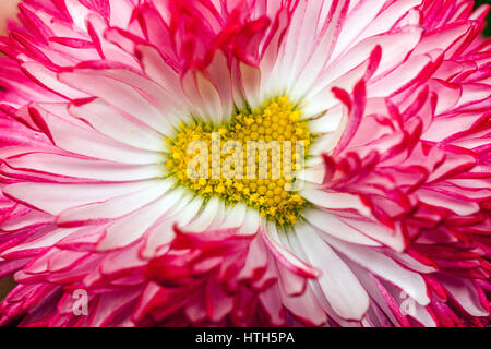 Giardino cultivar red English Daisy flower cuore Foto Stock