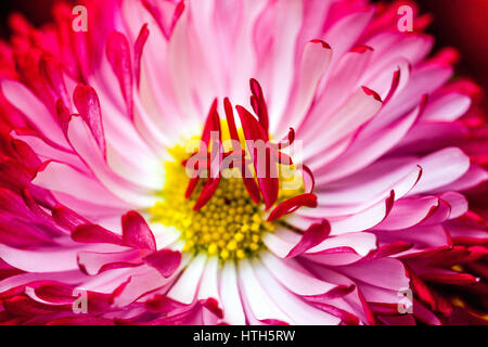 Giardino cultivar red inglese fiore a margherita Foto Stock