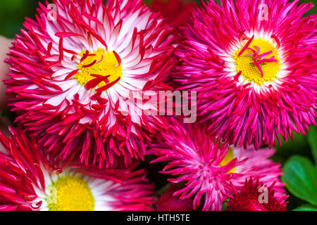 Giardino cultivar red English Daisy flower red margherite Foto Stock