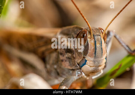 Vista ravvicinata di un insetto (Locusta migratoria cinerascens) Foto Stock