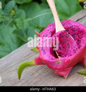 Mangiare frutta drago, frutti tropicali, Vietnam del prodotto di agricoltura, con purle, colore rosa, close up di deliziosi dessert al giardino Foto Stock