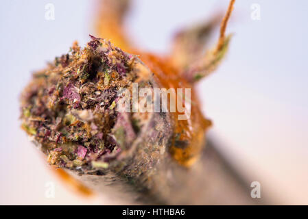 Macro dettaglio di cannabis giunto con viola e verde ceppi e un po' di olio sulla punta - medical marijuana concept Foto Stock
