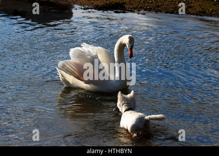 Cigno & terrier cane sale in acqua Foto Stock