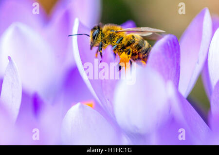 Miele di ape su fiore, ape da vicino, crocus europeo di api mellifera impollina e raccoglie sacchi di polline, polline ricoperto di api di cocco Foto Stock