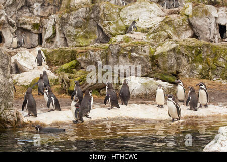 Pinguini Humboldt (Spheniscus Humboldti), presso lo zoo di Vienna, Tierpark Schoenbrunn, Vienna, Austria, l'Europa. Foto Stock