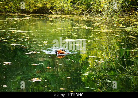 Nero Labrador Retriever recupero Foto Stock