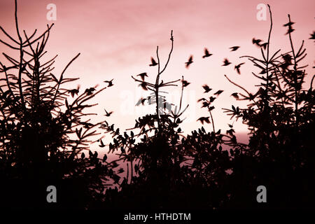 Starling venendo a roost al crepuscolo Foto Stock